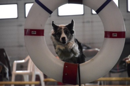 Onderlinge wedstrijd Dogwood