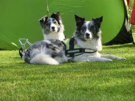 K.C. Culemborg Zoey en Meggy